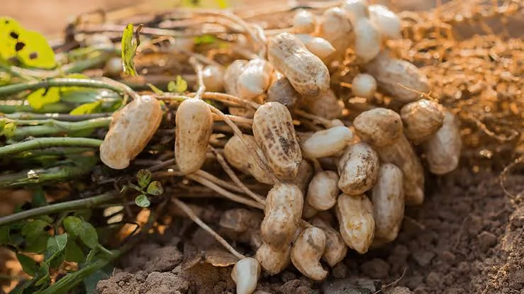 Raw Peanut product view 4