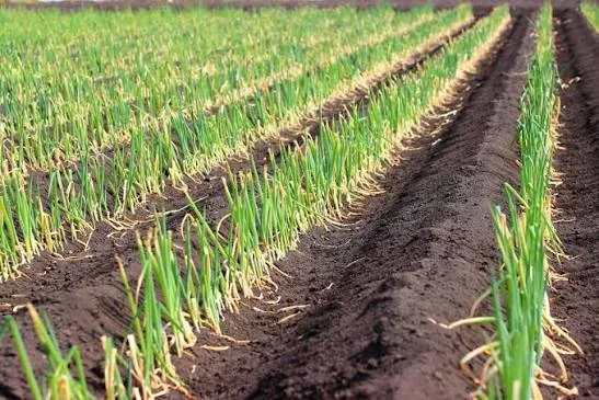 Dehydrated Onion product view 4