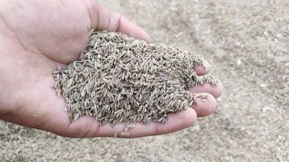 Cumin Seeds product view 3