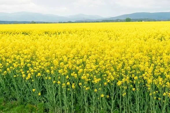 Mustard Oil product view 4