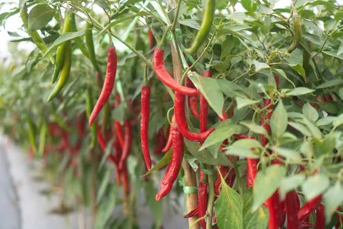 Red Chilli Powder product view 4