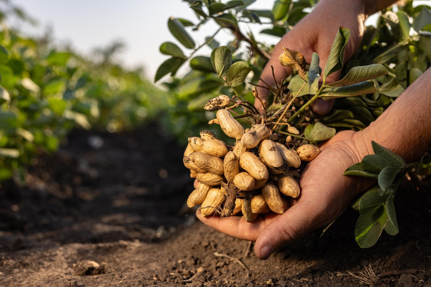 Peanut Kernels product view 4