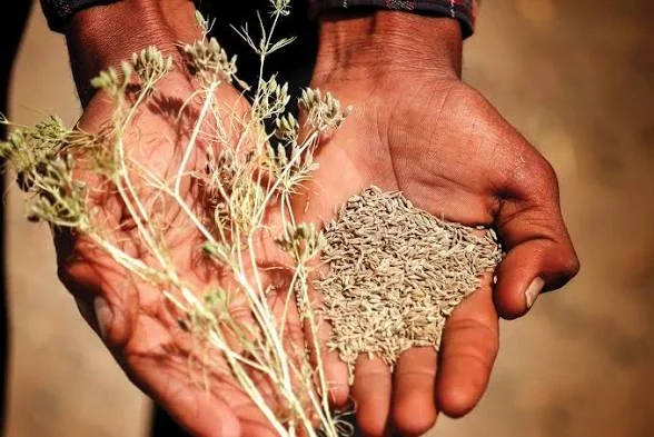 Cumin Seeds product view 4