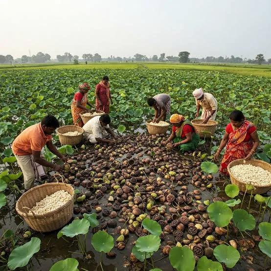 Makhana (Fox Nuts) product view 4